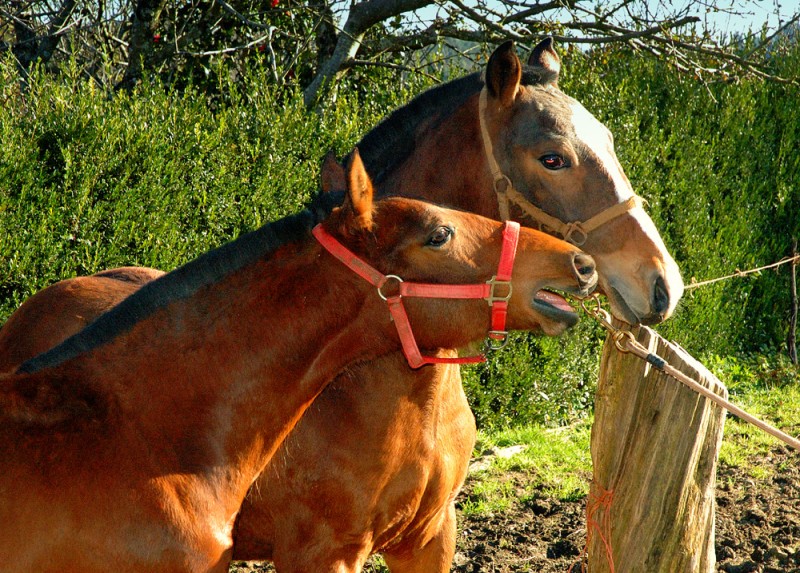 Parloteo equino