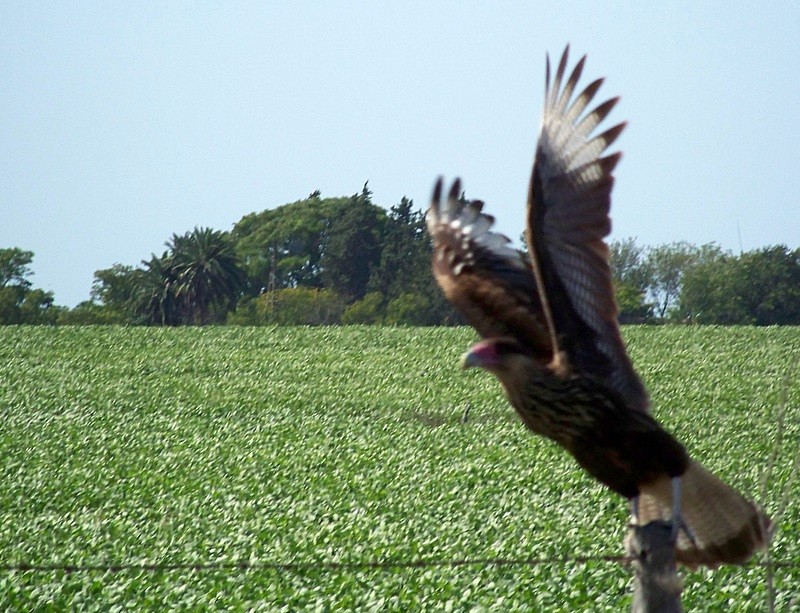 Carancho iniciando su vuelo