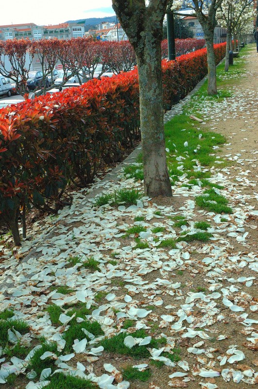 Blanco y rojo en Pontevedra