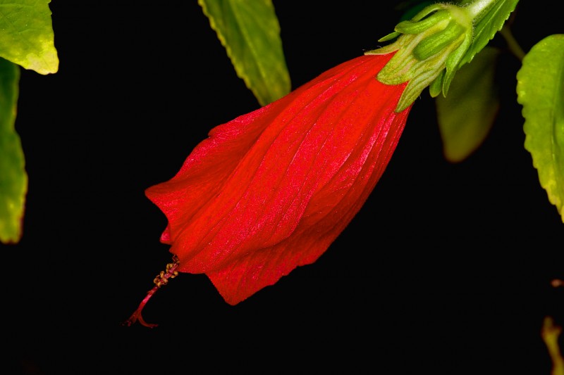 En rojo