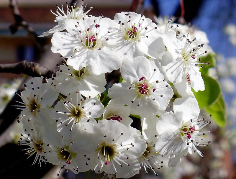 Florecillas blancas