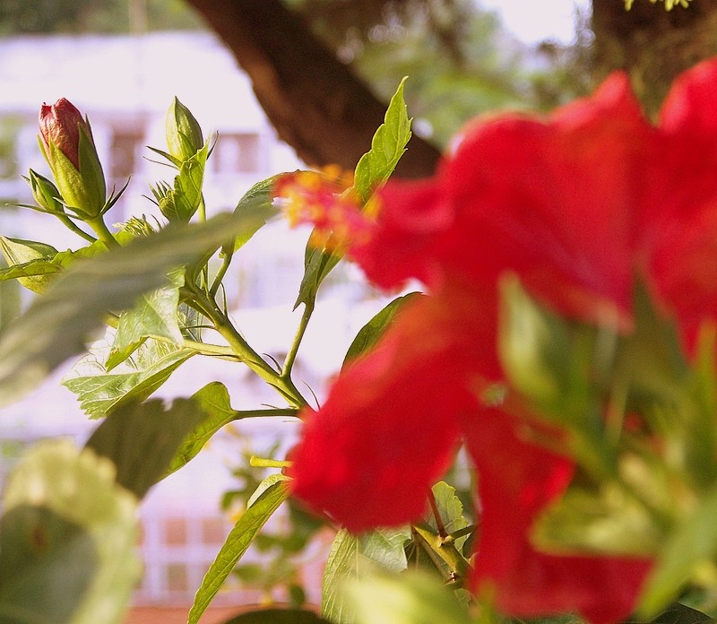 Rojo Otoo en el jardn