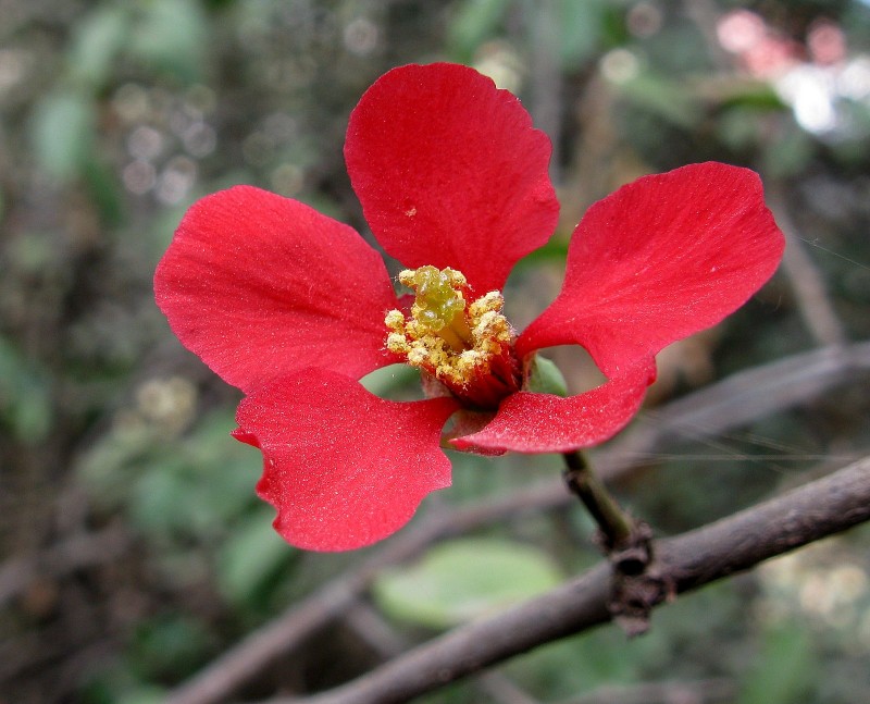 LTIMA FLOR DEL VERANO