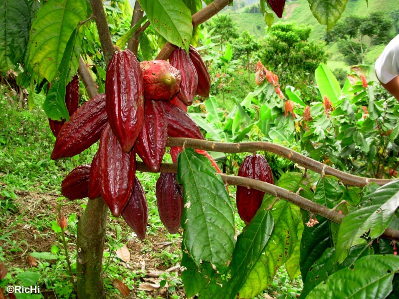 Mucho Cacao