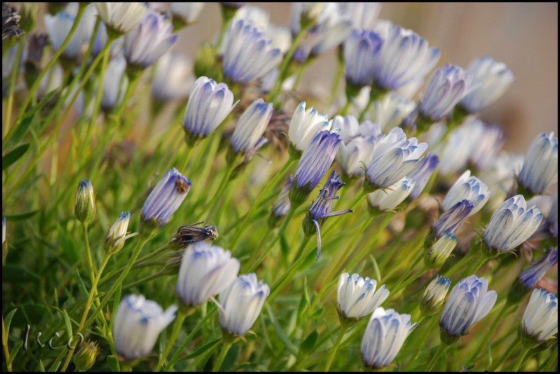 Flores violetas