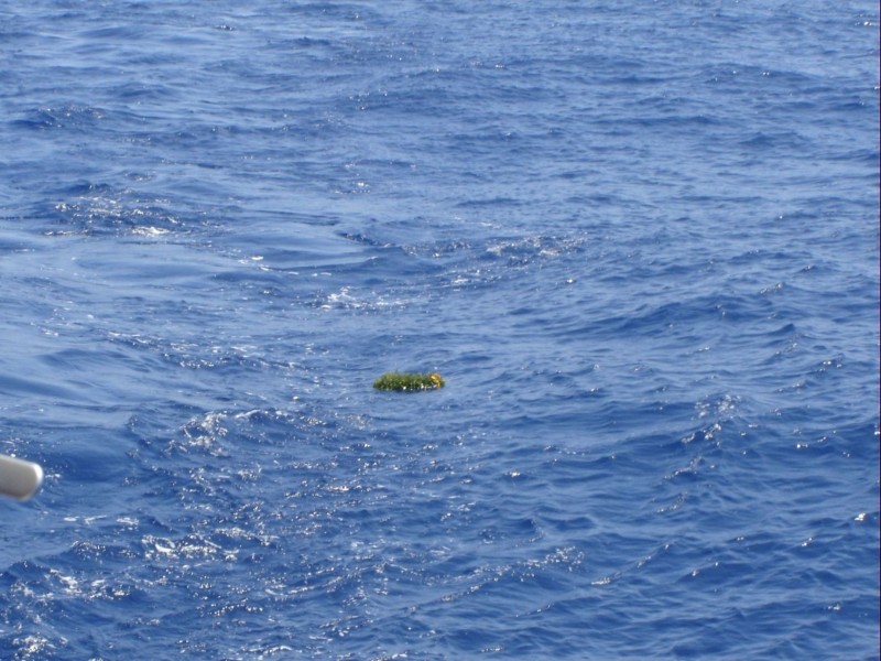 En recuerdo de los nafragos del mar caribe