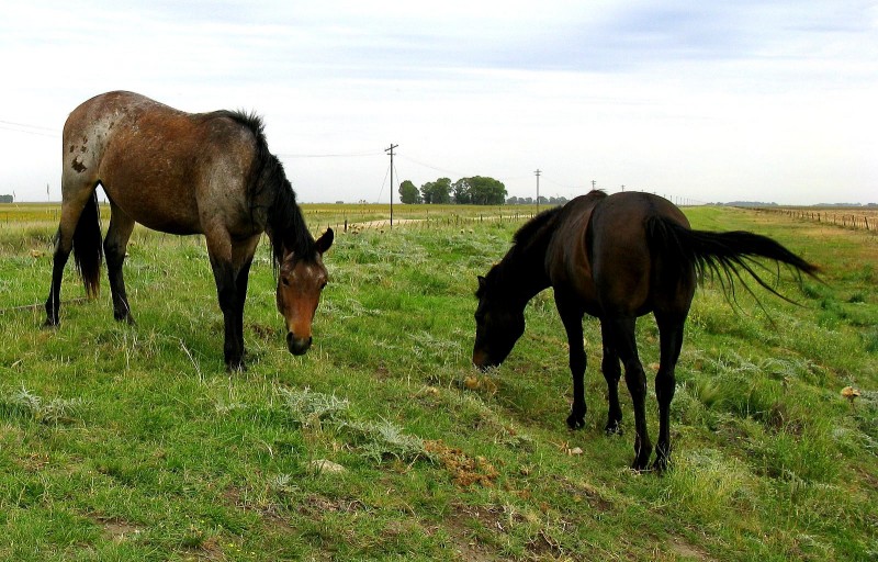 SLO CABALLOS, CABALLOS...