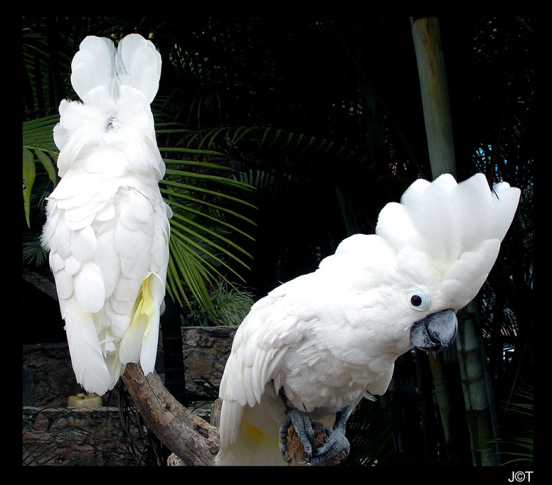 El Baile de las Cacatas