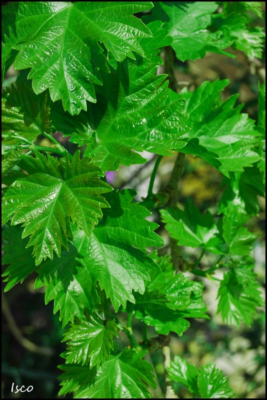 Hojas de parra