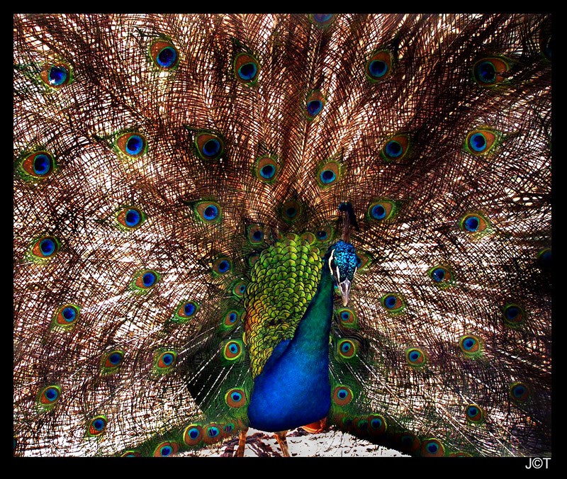 Pavo Real