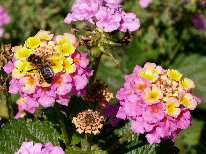 Flor del campo 01