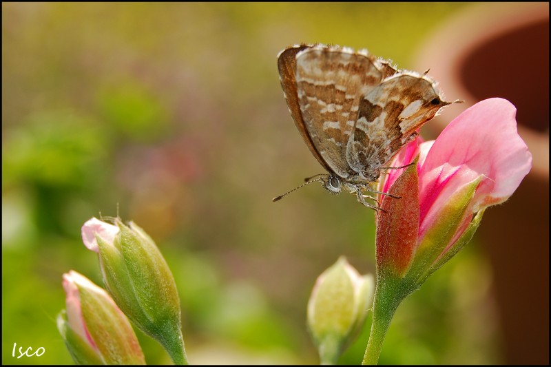 Mariposa en flor de geranio