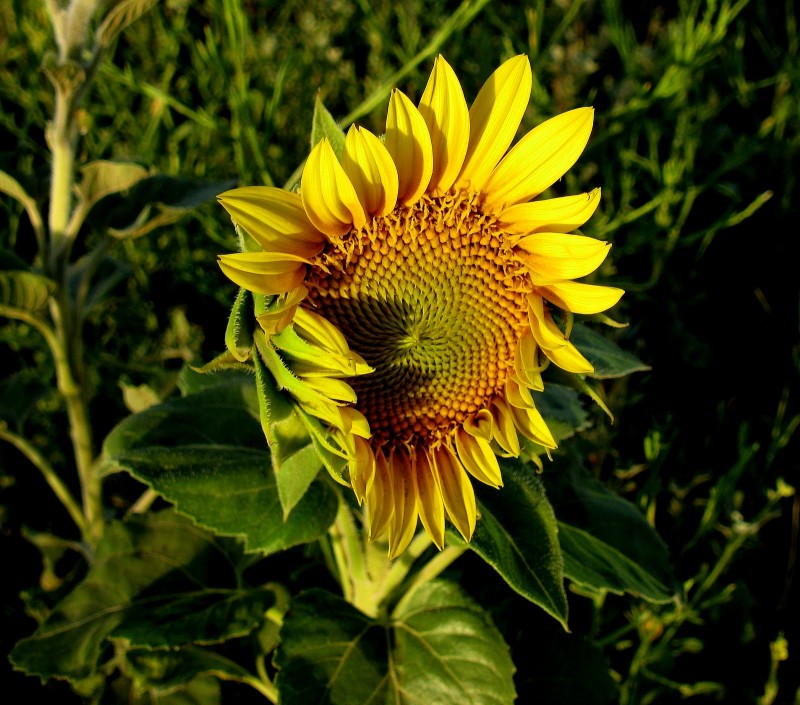 AQUEL GIRASOL