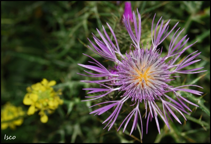 Flor de cardo borriquero