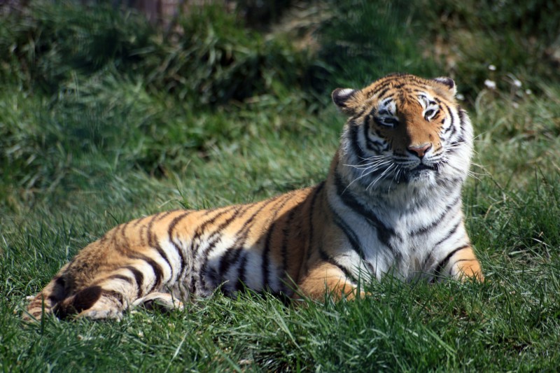 Precioso felino