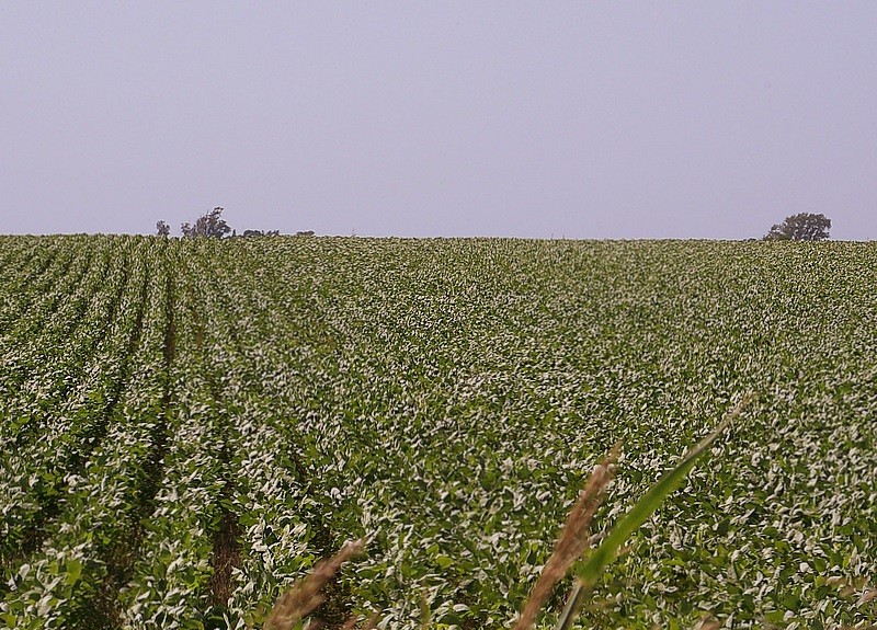 Solo campo, todo campo...