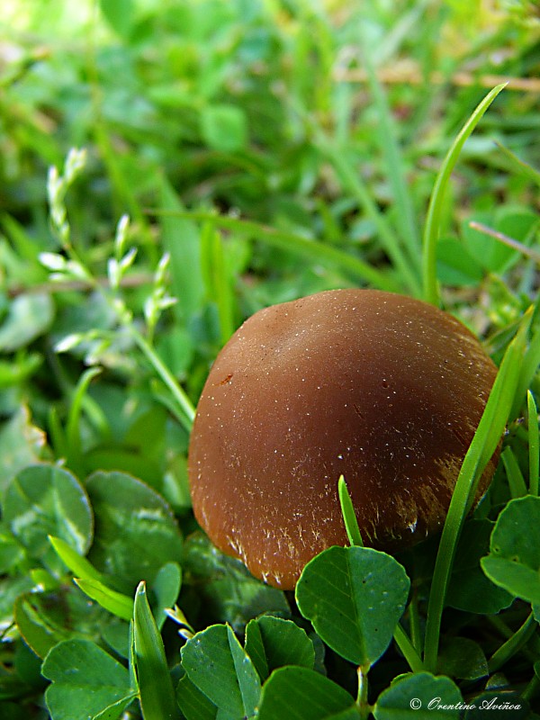 Nacido de la lluvia