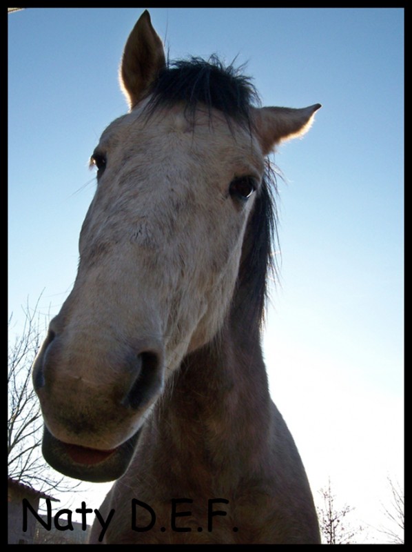 sonrisa equina