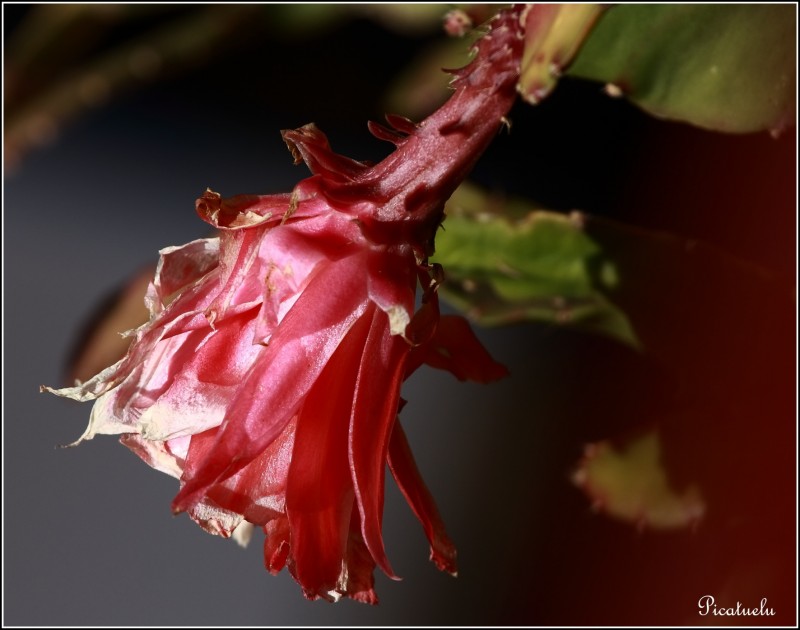 Primera flor