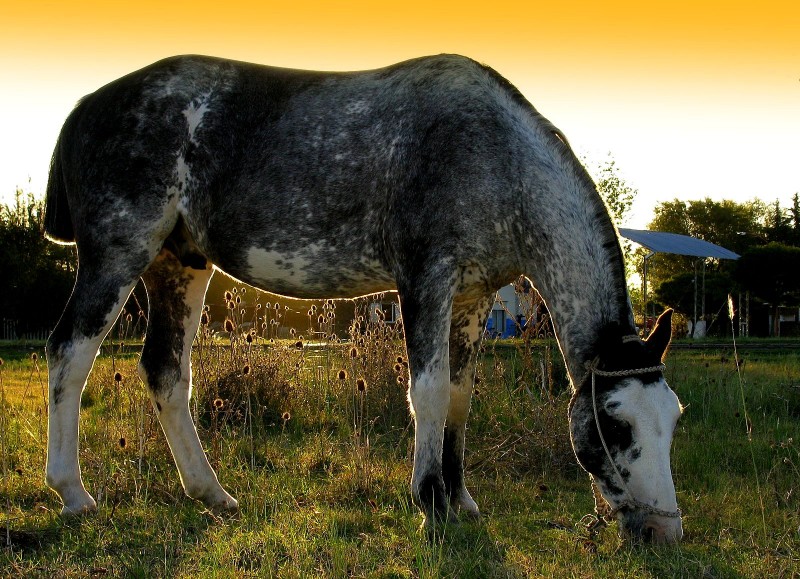 UN CABALLO MANSO