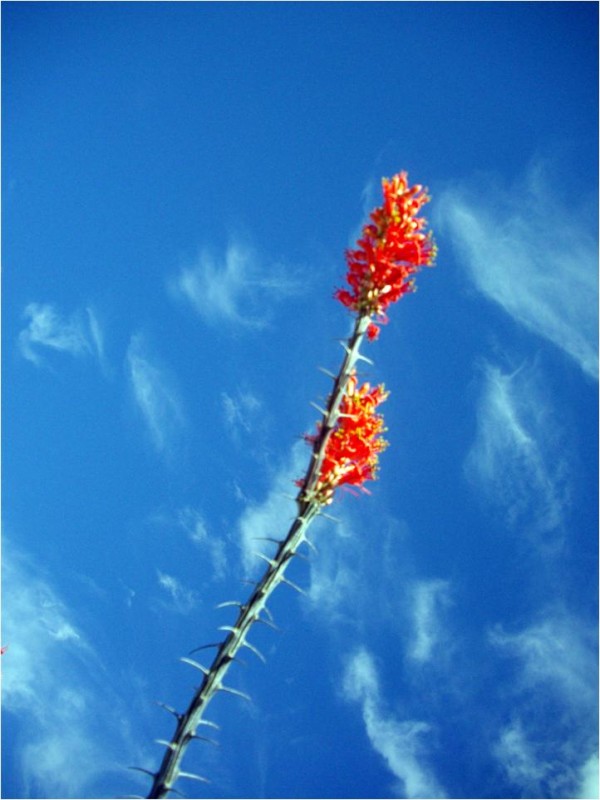 Ocotillo en primavera