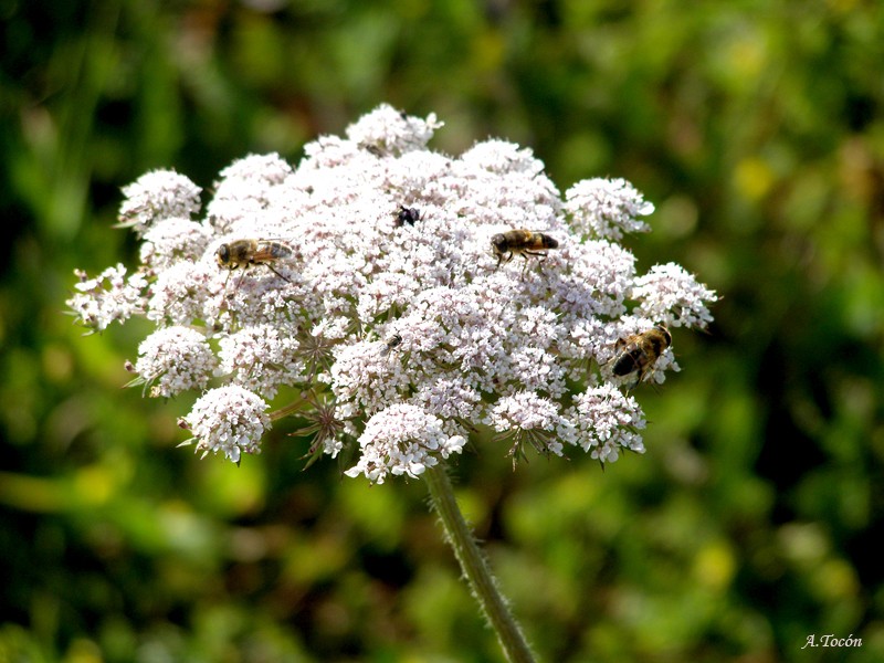 Abejas