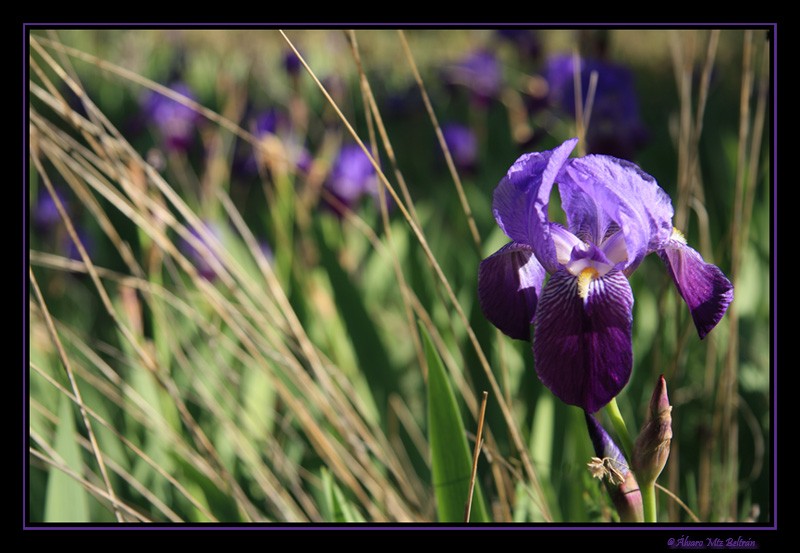 Lirio azul (Iris germnica)