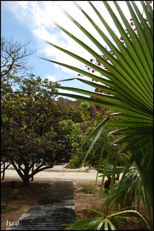 Alcazaba entre las hojas