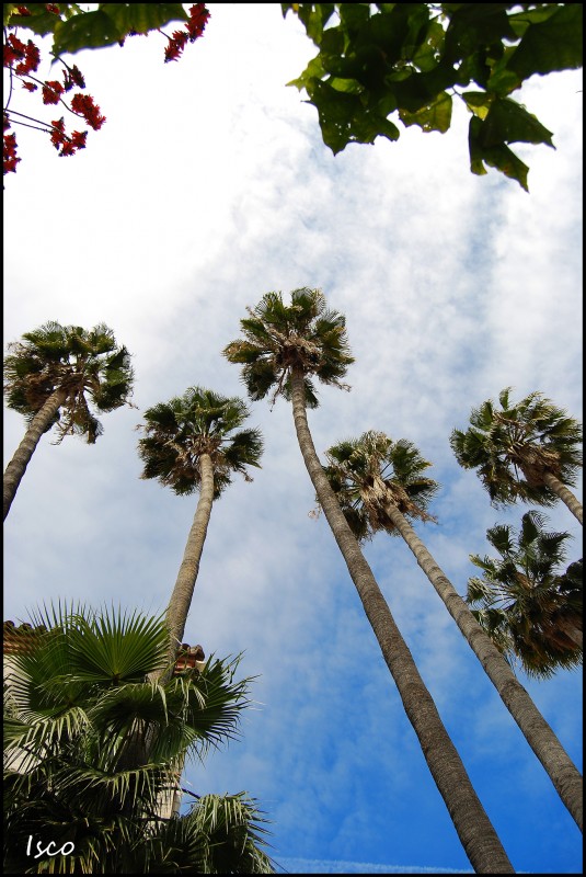 Palmeras que llevan al cielo