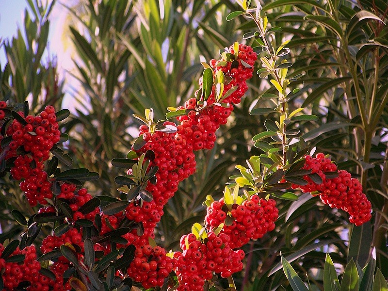 Arbusto al rojo vivo