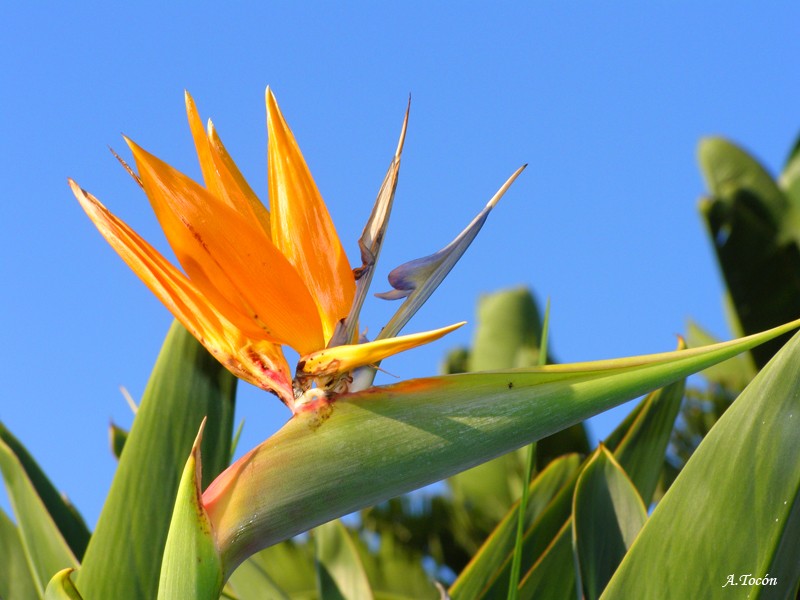 Heliconia