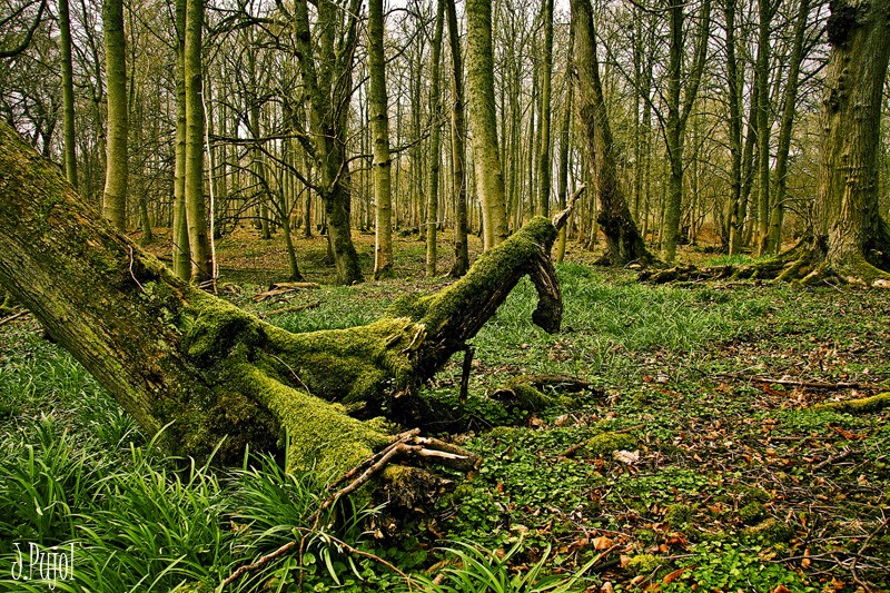 En el bosque