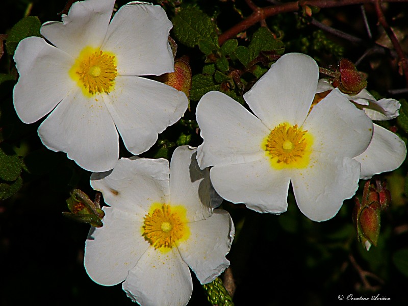 Trio rosaceo