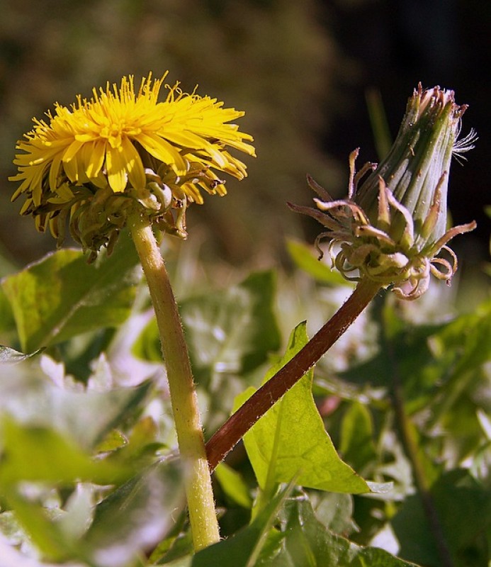 Amarillo Sol