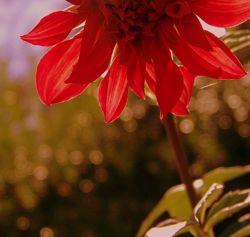 Flor y sol de Mayo