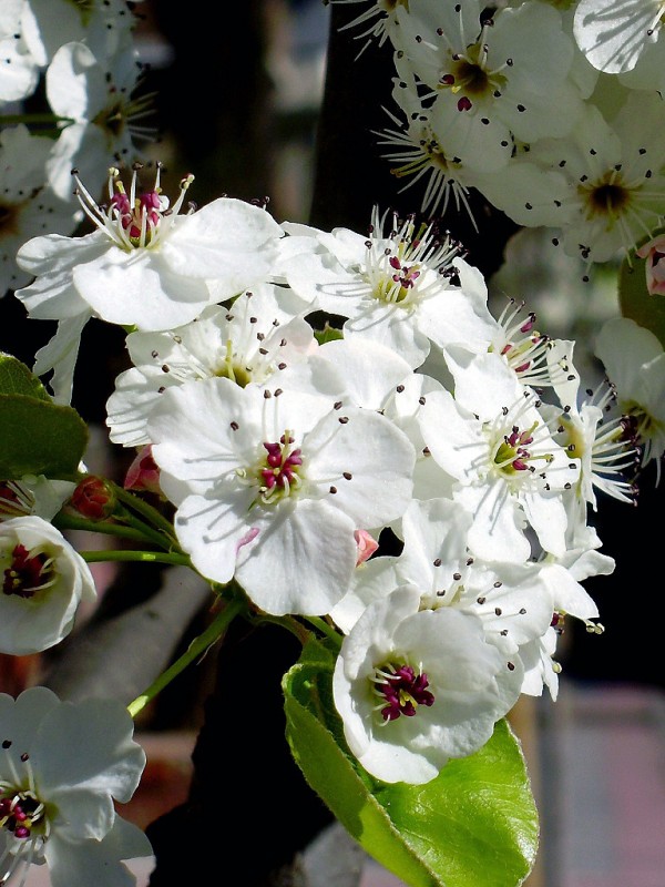 Florecillas blancas 02