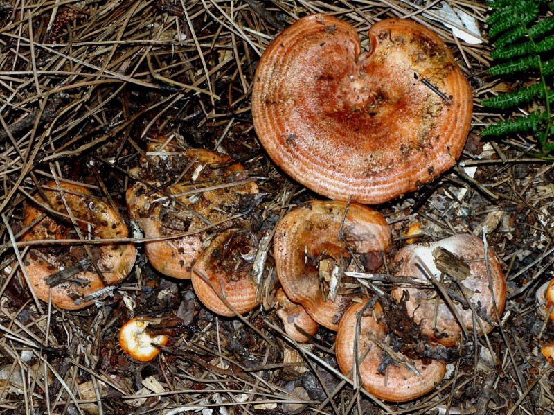 Lactarius deliciosus 01