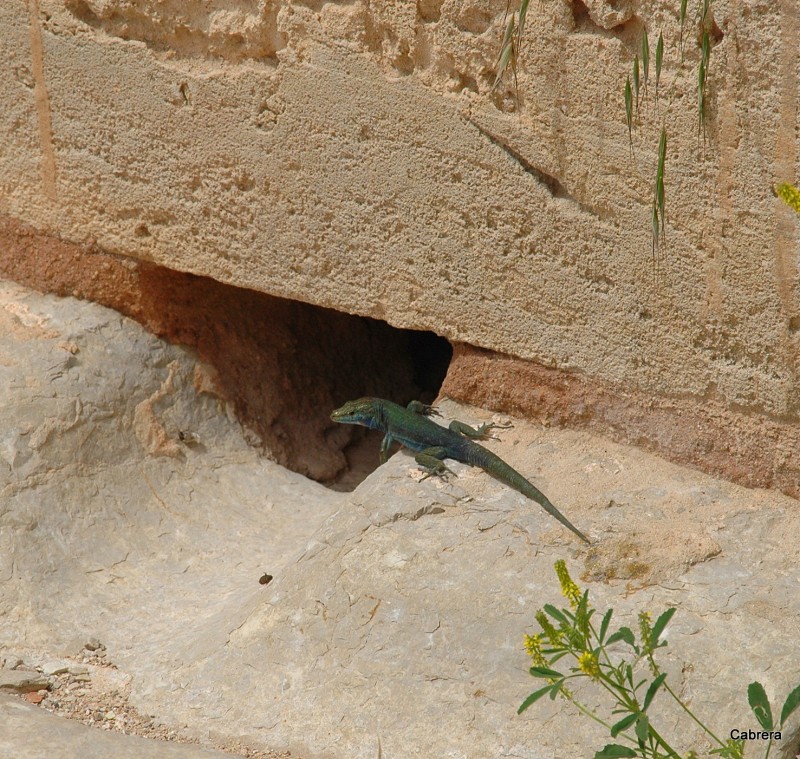 Sarquentana de Cabrera