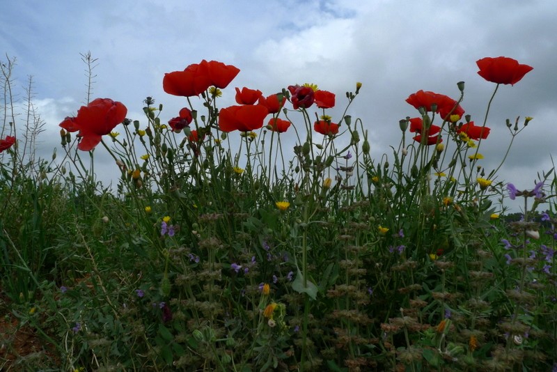 amapolas