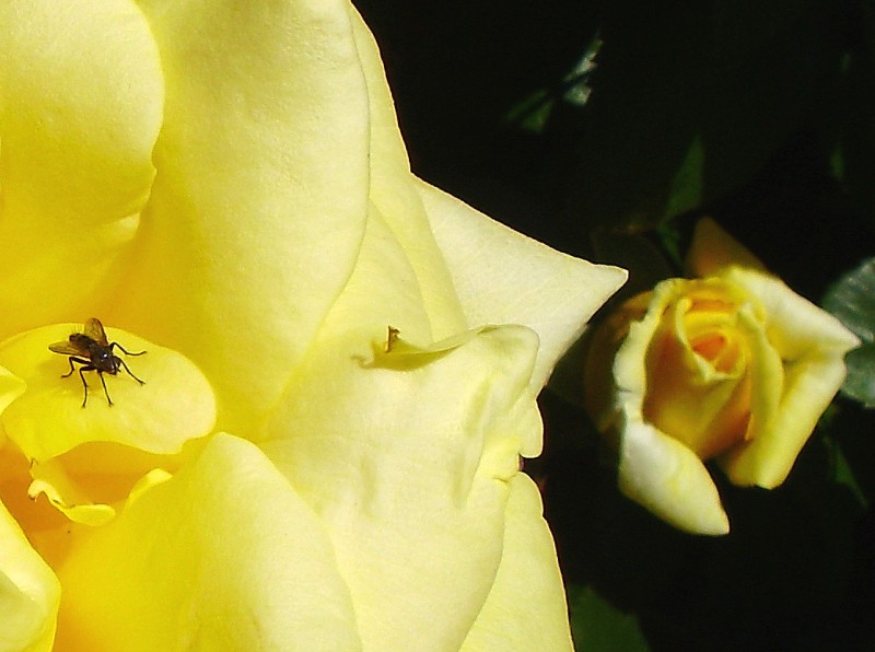 Pastando en la rosa