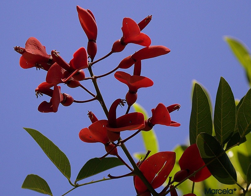 Flor Nacional y cielo