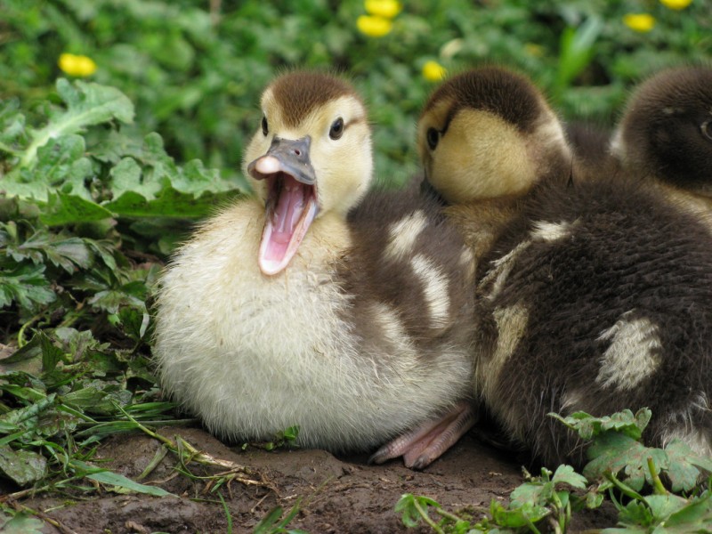 Patitos