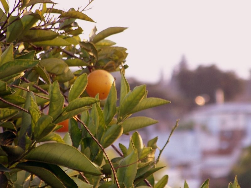 Naranja y paisaje