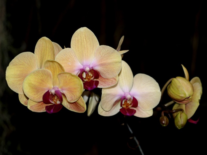 Orquidea para Menchu