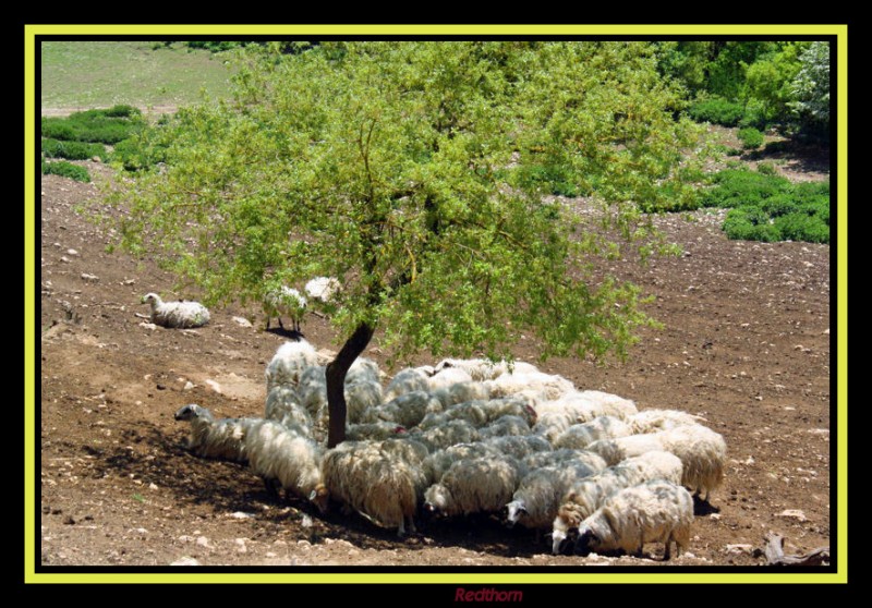 Las ovejas se refugian del calor debajo de un rbol