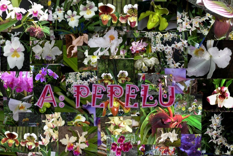 Collage: A  Pepelu