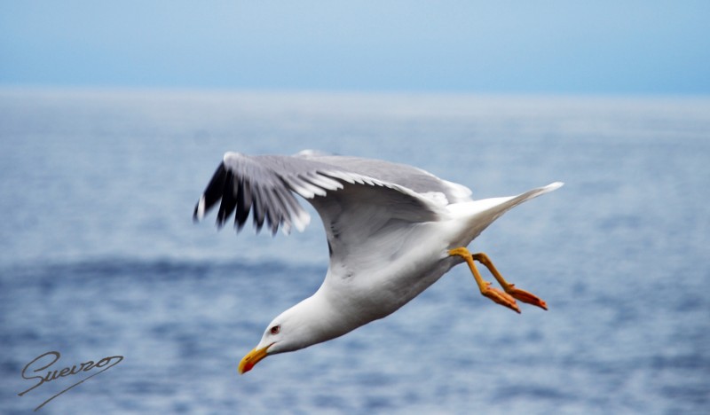 gaviota en Lastres