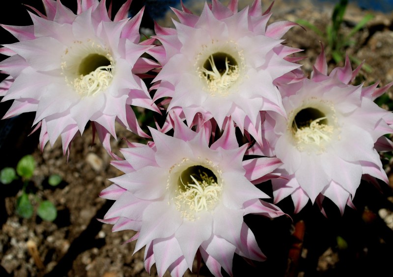 Flor del cactus