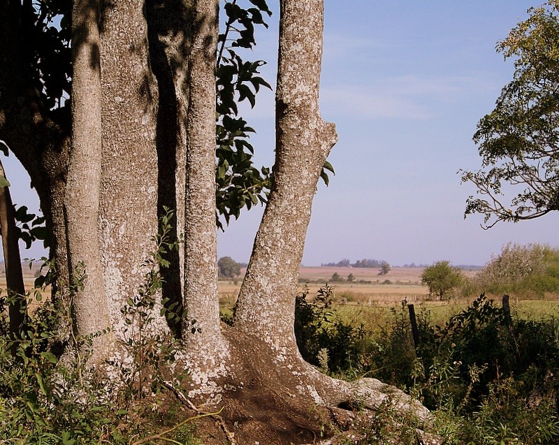 Paisaje con ombes