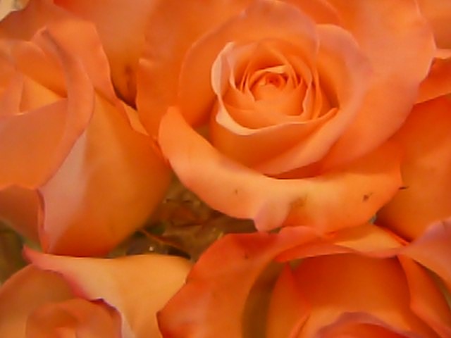 ROSA NARANJA